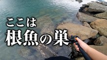 【穴釣り】ここは根魚の巣だった！根魚釣れまくり！