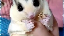 My sugar glider finally trusts me to eat from my hand