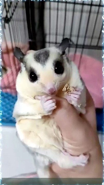 My sugar glider finally trusts me to eat from my hand