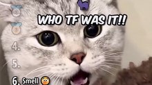 The Best Moment Over Possessive Cat 😸😸😸