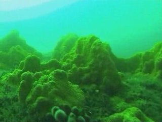 Concerto pour anémones en ria d'Etel