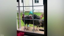 Funniest Animal Videos 😂 When Pets Do the Silliest Things 😹