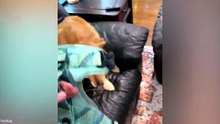 Funniest Animal Videos 😄 Cats & Dogs Doing Goofy Stuff