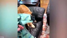 Funniest Animal Videos 😄 Cats & Dogs Doing Goofy Stuff