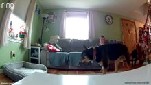 Funniest Animal Videos 😄 Silly Pets Doing Silly Things