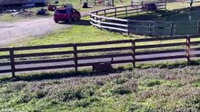 Funniest Animal Videos 😂 When Things Get Wild Real Fast