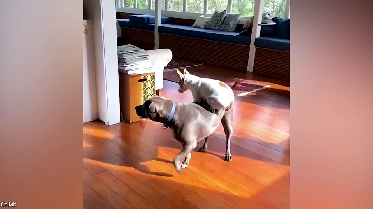 Funniest Animal Videos 😹 When Animals Totally...