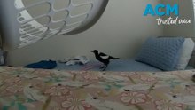 ‘Offender of the feathery type’: police discover  a reported house intruder was a magpie