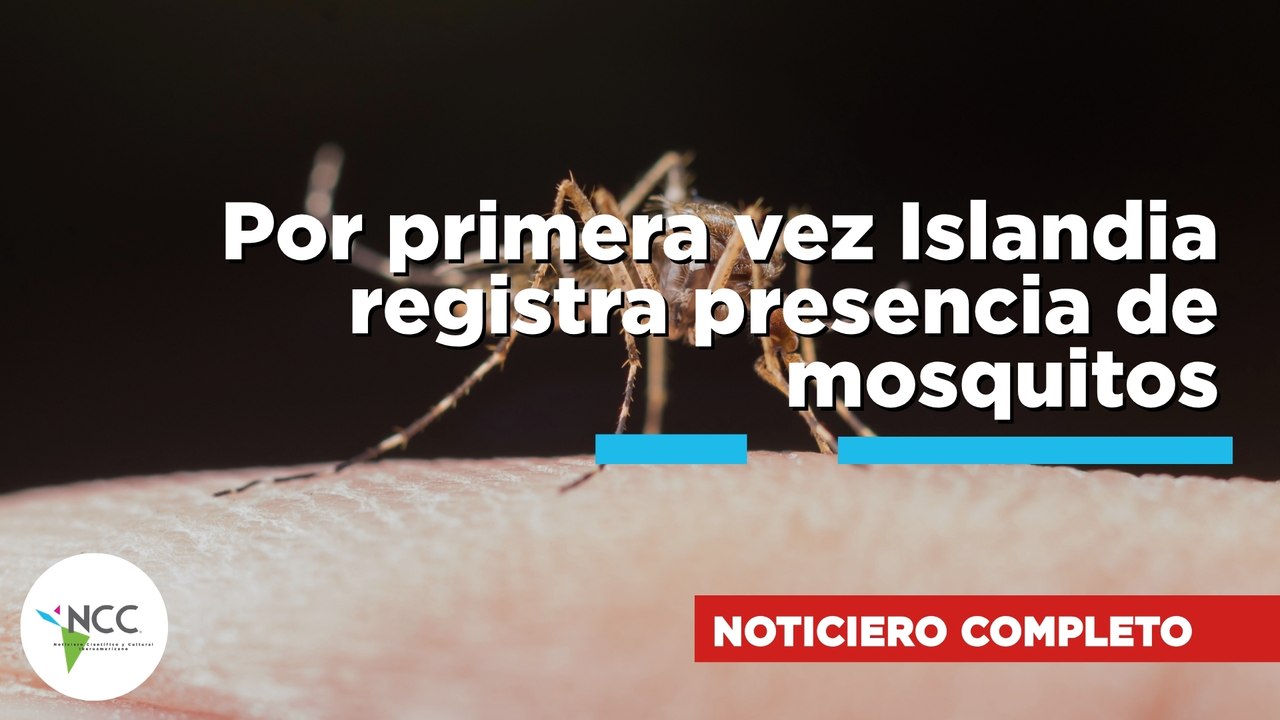 Por primera vez Islandia registra presencia de mosquitos | 893 | 24 al 30 de agosto de 2026