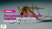 Por primera vez Islandia registra presencia de mosquitos