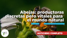Abejas productoras discretas pero vitales para el mundo natural |892| 24 al 30 de agosto de 2026