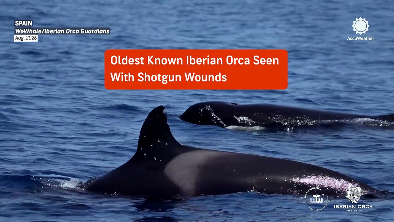 Orca seen with gunshot wounds on its dorsal fin