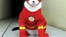 DANÇA DO GATINHO FLASH