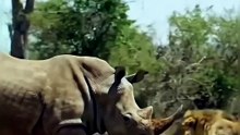 Rhino vs Lion Real Fight in Wild | Who Wins the Battle? 🦏🦁
