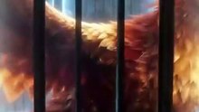 My Cruel Shifter Regretted Losing Me Too Late Completed ✅ FULL [Eng Sub]