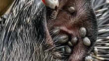 A fascinating scene from nature where a small bird approaches a porcupine to find and remove a tick from its body. 🐦🦔