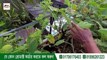 একটি Geo Bed-এ বেগুন চাষ করেই পরিবারের চাহিদার অনেকটাই পূরণ করা সম্ভব, ইনশাআল্লাহ।