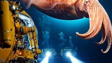 Deep Sea Secrets Revealed: The Mysterious Colossal Squid Uncovered!
