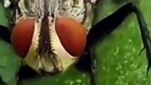 A Deep Dive Into the World of a Flesh Fly | Up-Close Macro Footage
