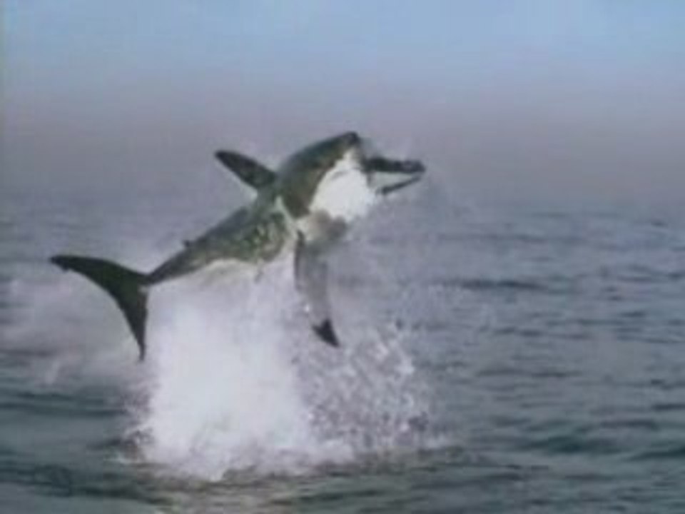 Grand Requin Blanc "Shark Attack"