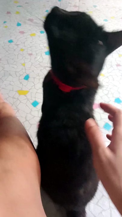 Free day with my cat. Lucky black