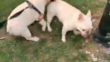 Always want to fight