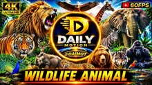 Wild Animals in Nature 🦁🐘🐅 | Amazing Wildlife | @DAIMOT