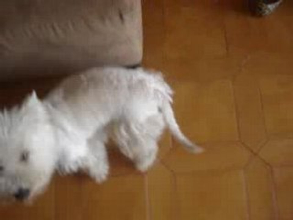 Séance de saut (18/07/2008)Echaufement Eliott