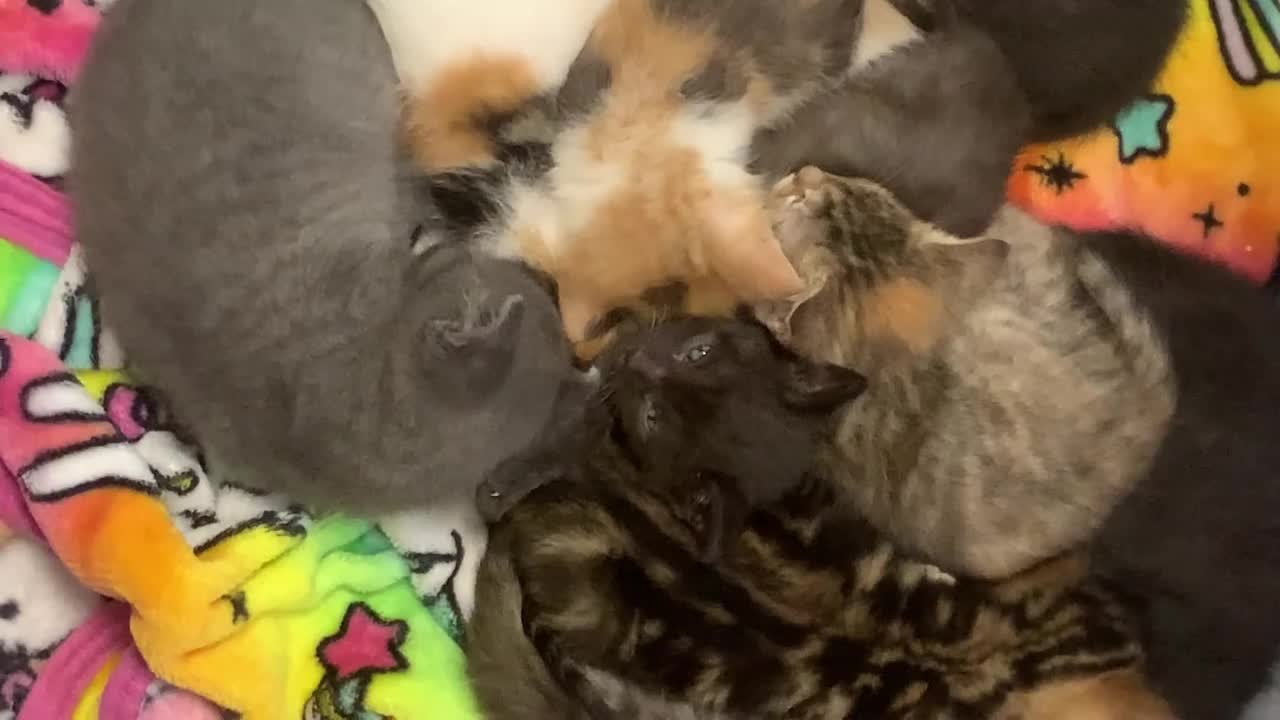 Group of Cats Cuddle and Sleep Together