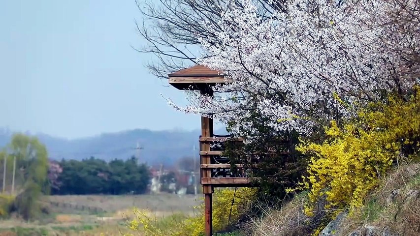 🌸 Douceur de Printemps – Ambiance Relaxante avec Chants d’Oiseaux et Nature Apaisante