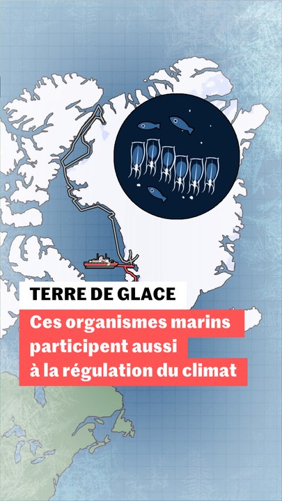 Comment d’étranges organismes marins participen...