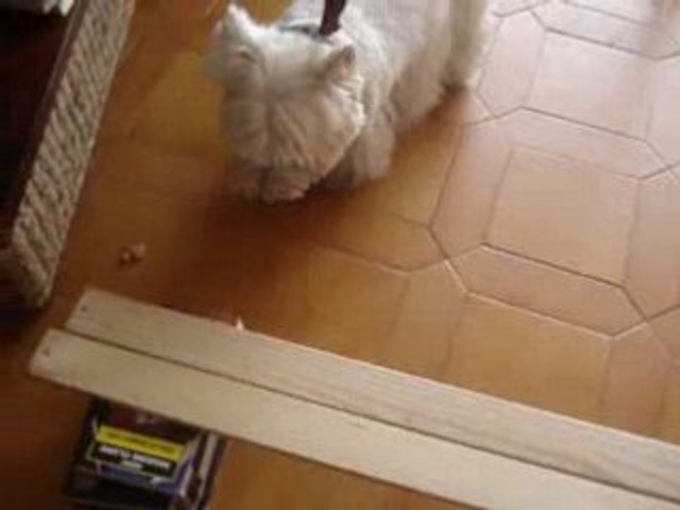 Séance de saut (18/07/2008)Encore Lola :D