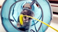 Kitten Lulu plays with toys as soon as she comes home ...