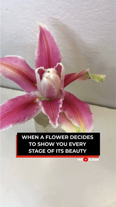 The Stargazer Lily's STUNNING Life Cycle in One Mesmerizing Time-Lapse