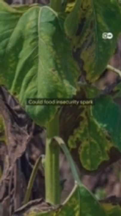 Could food insecurity spark 'large-scale confli...