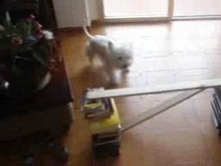 Séance de saut (18/07/2008)Eliott en action ! :p