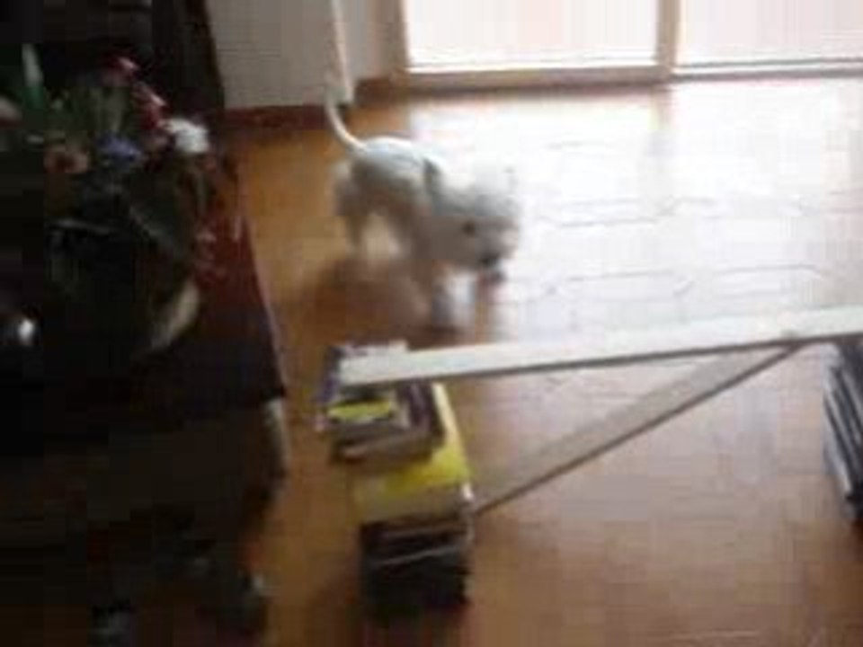 Séance de saut (18/07/2008)Eliott en action ! :p