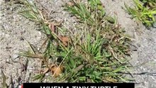 The Cyclist Spots a BABY Turtle Crossing a Busy Road and Helps