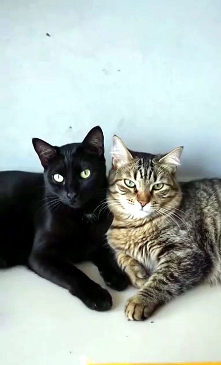 Gatinhas Sophie e Pandora ✨😻