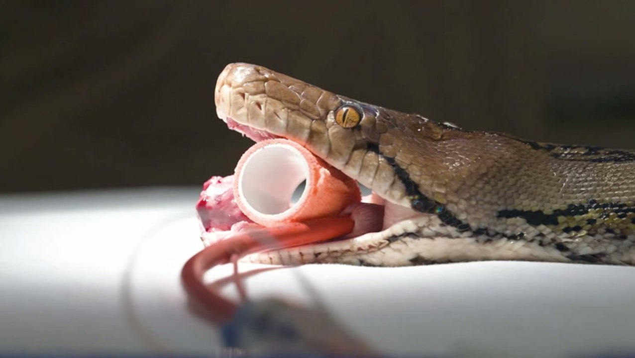 Giant 15ft python named after Jodie Foster beco...