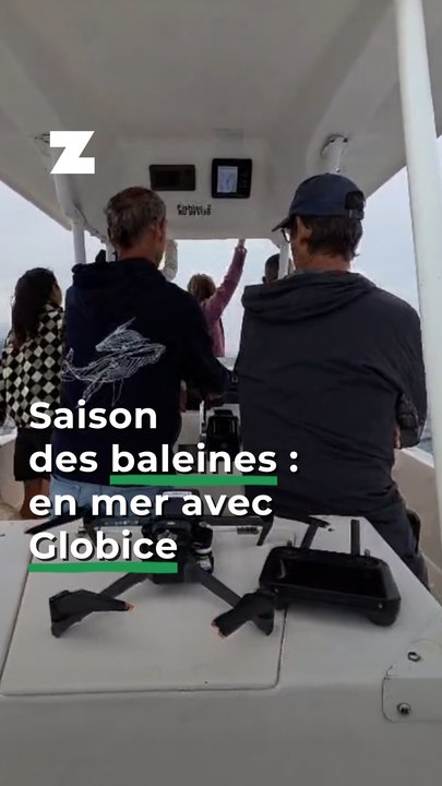 Saison des baleines : en mer avec Globice