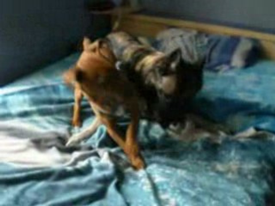 Daisy et Lucky sur le lit