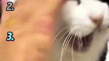 The Best Moment Cat Love It 😸😸😸