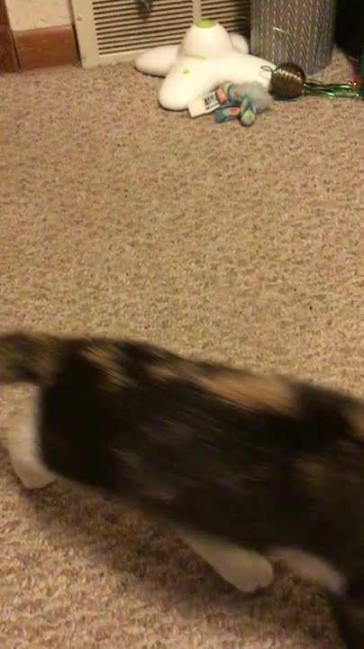 Kitten Plays With Bug Inside House
