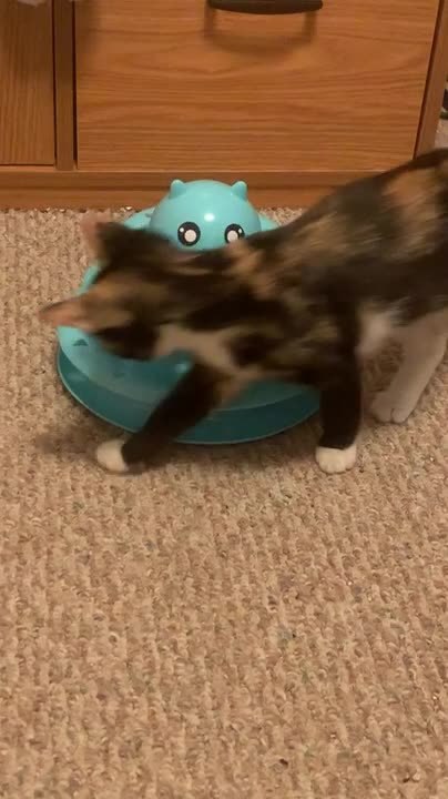 Cat Plays With Rolling Ball Toy