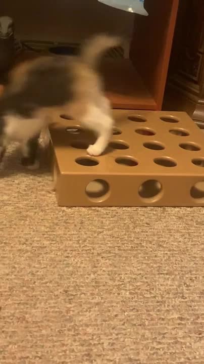 Cat Plays With Toy Inside House