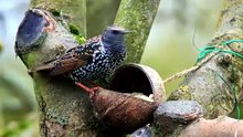 are european starlings invasive