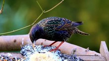 can you eat european starlings invasive