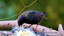 european starlings diet