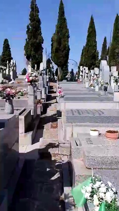 Abandono de gatos